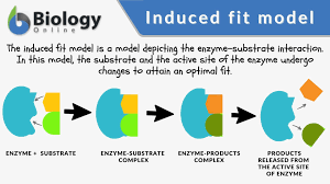 <ul><li><p>When an enzyme slightly changes shape to better bind to substrates</p></li></ul>