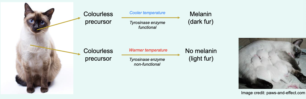 <p>phenotype for a character depends on environment as well as the genotype</p><p>modifying environment: the enviironment may influence the effect of a genotype on the phenotype</p><p>siamese cats - temp depends colour of coat</p>