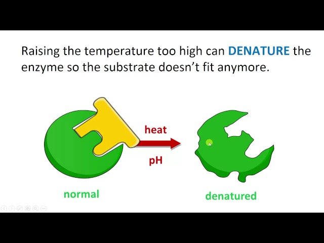 <p><span><span>Denature</span></span></p>