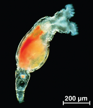 <p>Genetic variation</p>