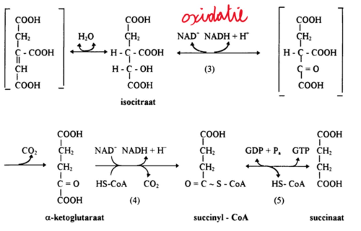 <p>oxidatieve decarboxylatie* van iso-citraat </p><p>enzyme: isocitraat dehydrogenase</p><p>->alpha-ketoglutaraat wordt gevormd</p><p>*Oxidatieve decarboxylatie is een reactie waarbij een CO₂ wordt verwijderd uit een substraat, terwijl het substraat tegelijkertijd geoxideerd wordt, deze elektronen worden overgedragen op een elektronendrager, meestal NAD⁺ of FAD, die daardoor gereduceerd worden tot NADH of FADH₂.</p>