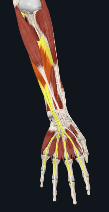 <p>flexor digitorium superficialis</p>