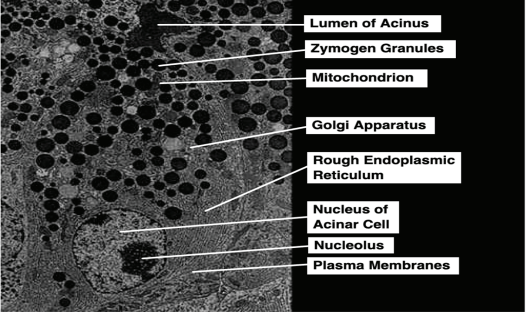 <p>Lumen of Acinus</p><p>Zymogen Granules</p><p>Mitochondrion</p><p>Golgi Apparatus</p><p>Rough Endoplasmic Reticulum</p><p>Nucleus of Acinar Cell</p><p>Nucleolus </p><p>Plasma Membranes</p>