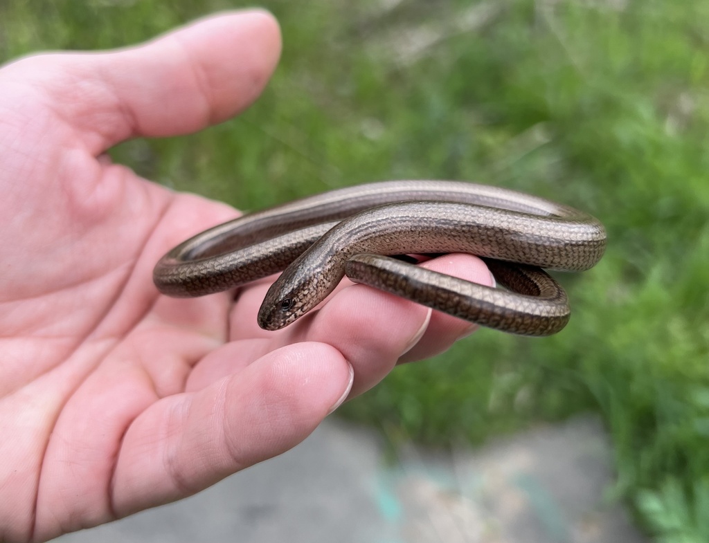 <p>Padalec zwyczajny</p>