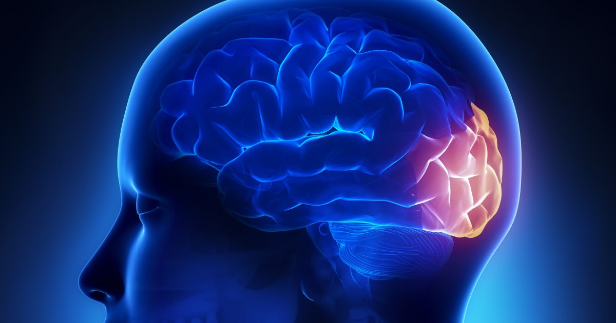 <p>portion of the cerebral cortex lying at the back of the head; includes areas that receive information from the visual fields.</p>