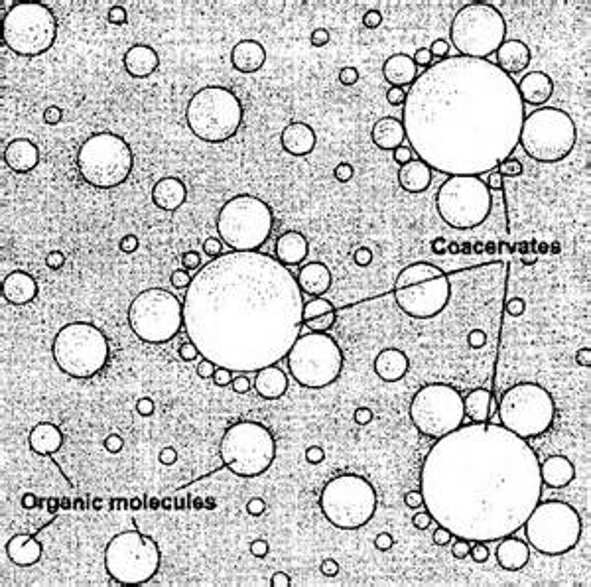 <p>Droplets that form spontaneously from the association of charged polymers such as proteins, carbohydrates, or nucleic acids surrounded by water</p>