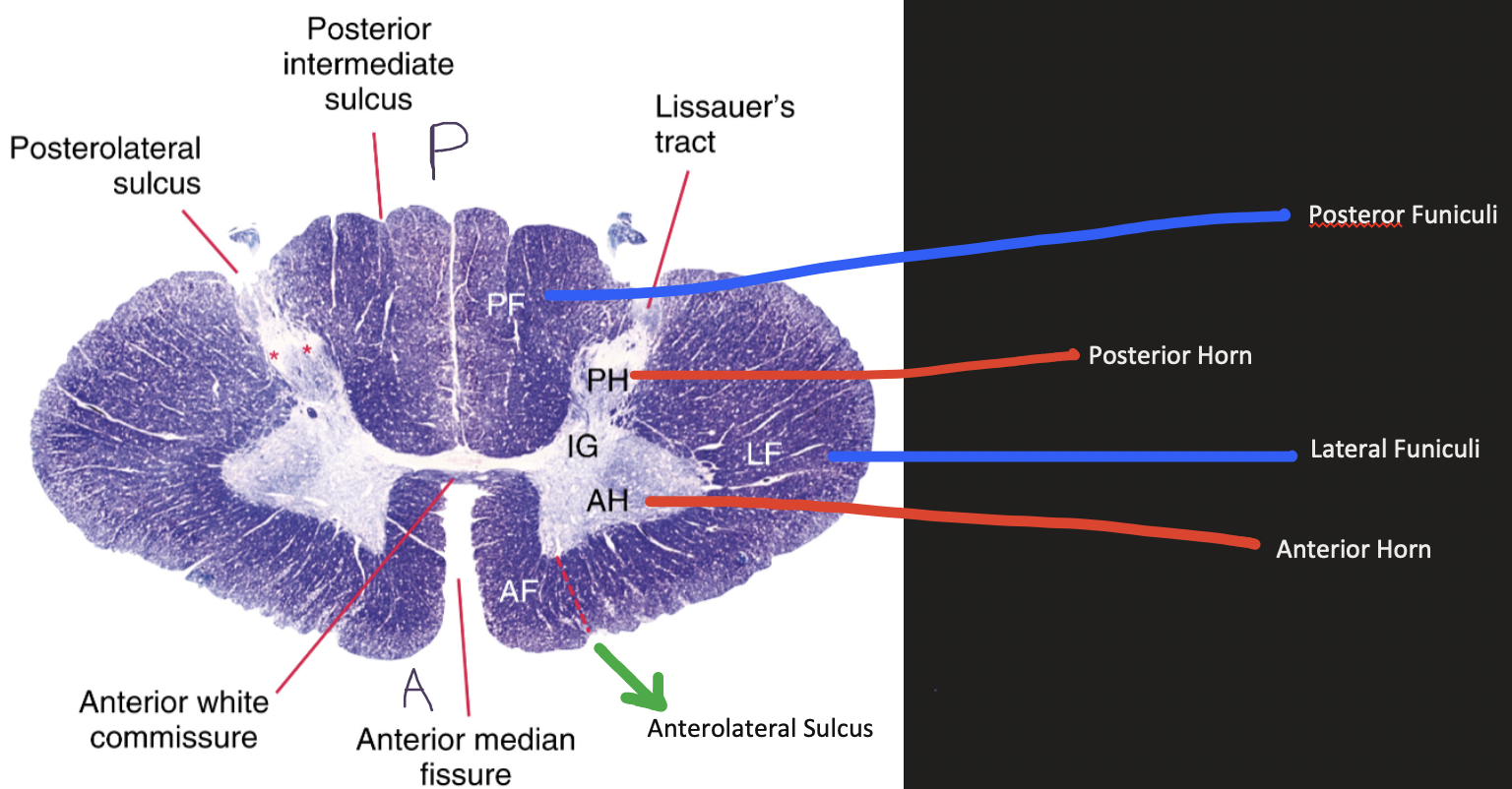 <ul><li><p>Anterior Horns: Motor Cell Bodies</p></li><li><p>Posterior Horns: Sensory Cell Bodies + Interneurons</p></li><li><p>Lateral Horns: Autonomic Nuclei</p></li></ul><p></p>