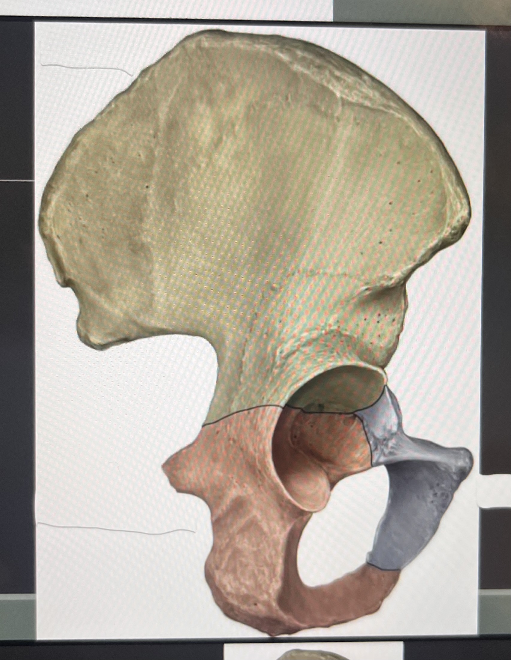 <p>name while bone and 3 bones that make it up </p>