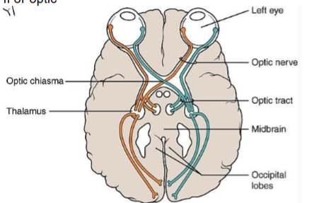 <ul><li><p>optic</p></li><li><p>sensory</p></li><li><p>sense of vision</p></li><li><p>nerve passes from the back of the eye to the optic chiasm where some of the fibers cross the midline</p></li><li><p>optic tracts pass back from the optic chiasm</p></li></ul><p></p>