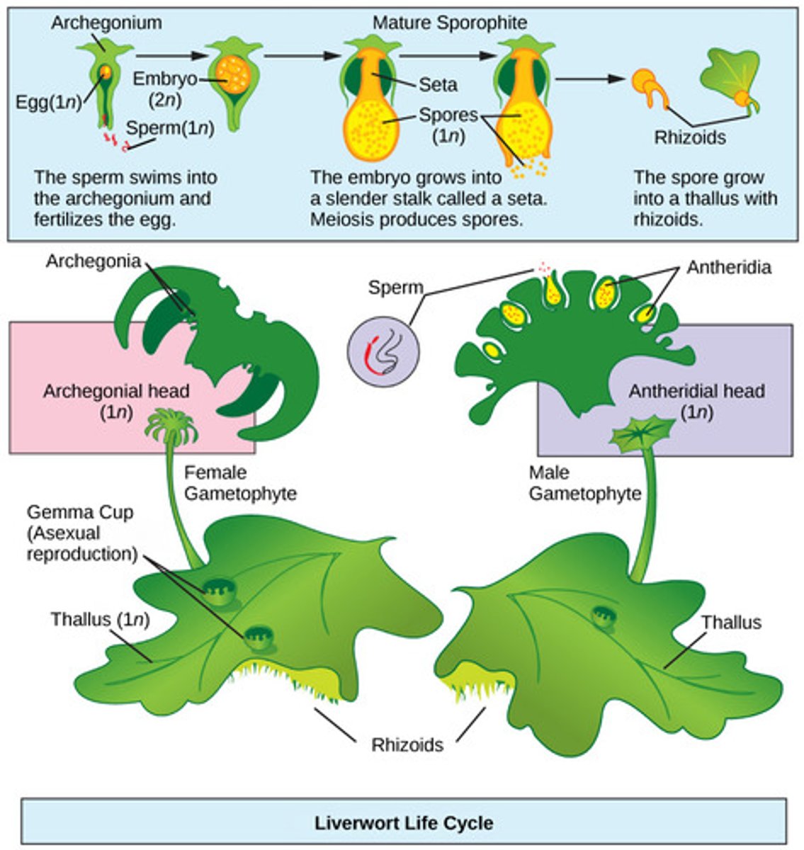 <p>antheridium and archegonium<br><br>(Note: sporophyte is dominant generation)</p>