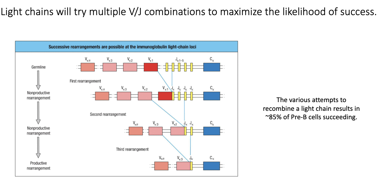<ul><li><p>Light chains can <strong>repeatedly attempt V–J recombination</strong>.</p></li><li><p>If V–J attempt fails, cell tries another V and another J.</p></li><li><p>Can retry across <strong>both κ alleles and both λ alleles</strong>.</p></li><li><p>This high flexibility lets ~<strong>85%</strong> of cells successfully form a functional light chain.</p></li><li><p>Significantly increases BCR diversity and survival.</p></li></ul><p></p>
