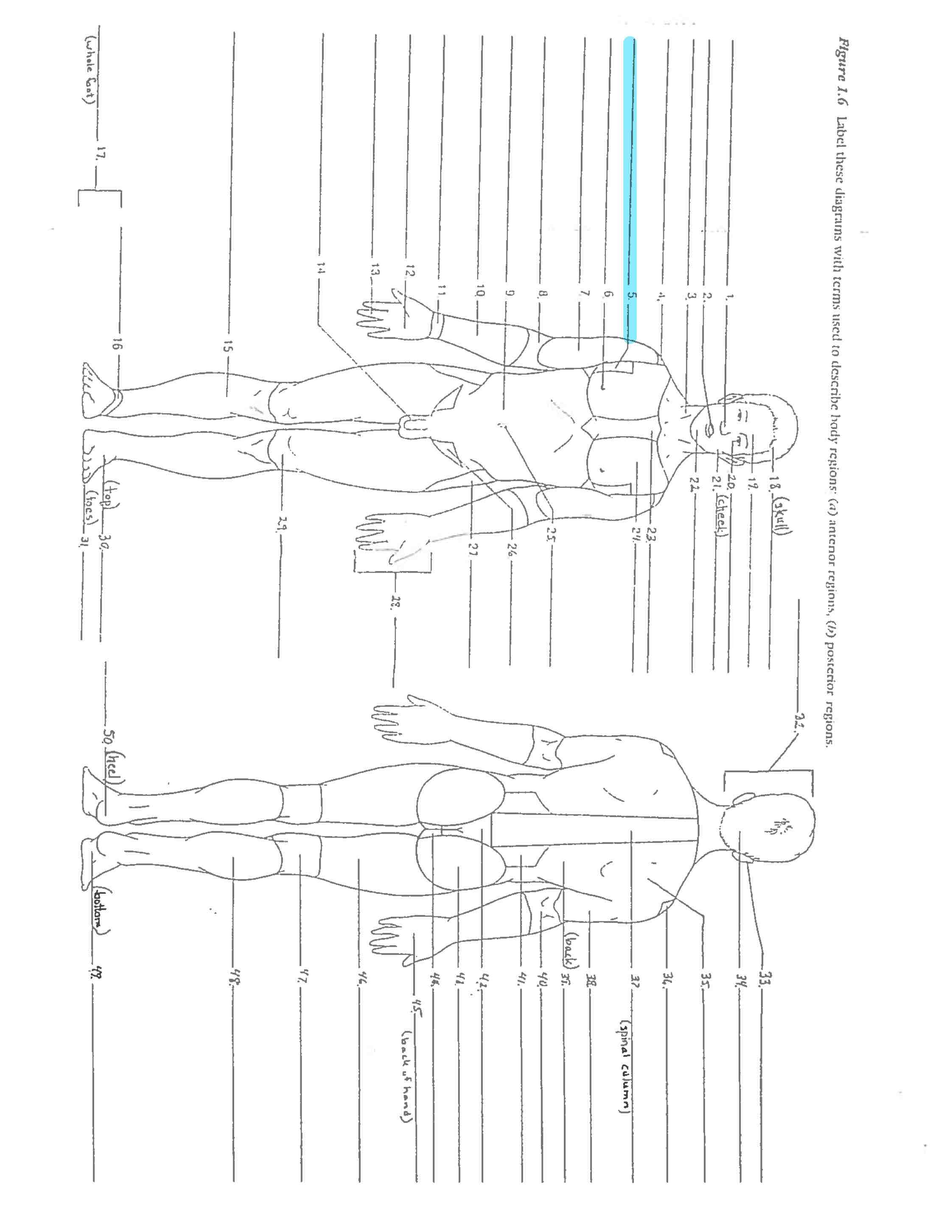 <p>Line 5</p>