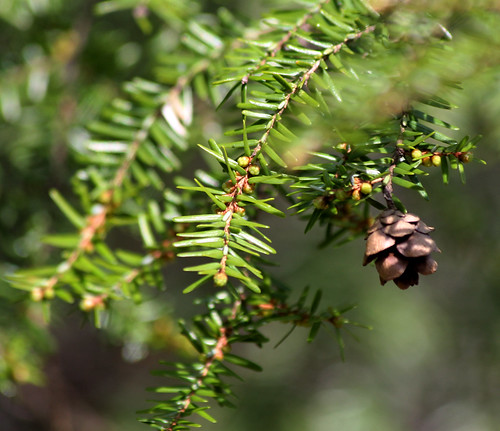 Blades: very small needles, soft feeling
Reproductive: tiny cones that sit on top of branch
Bark: reddish, thick and round scales