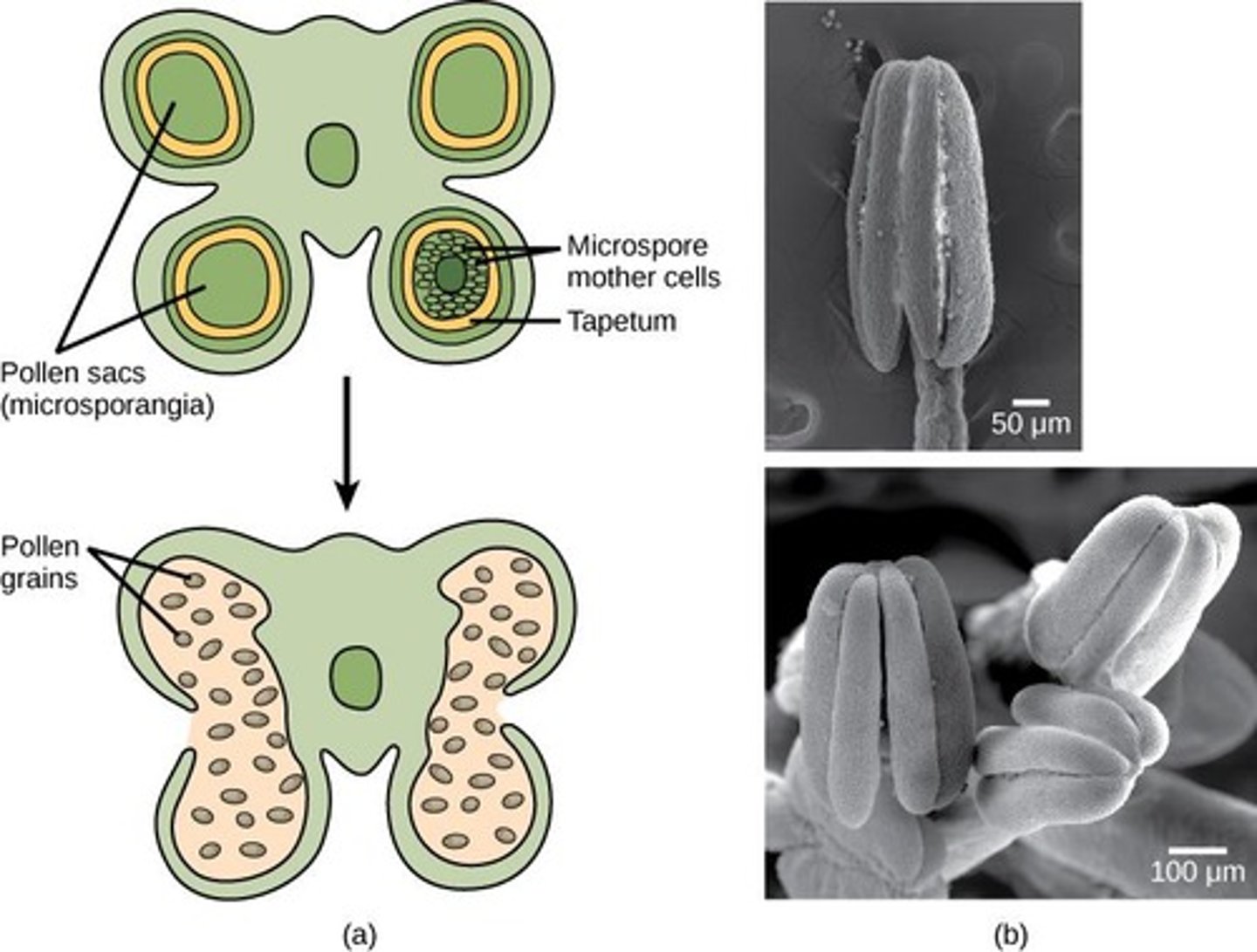 <p>Mature pollen grains contain two cells: a generative cell and a pollen tube cell.</p>