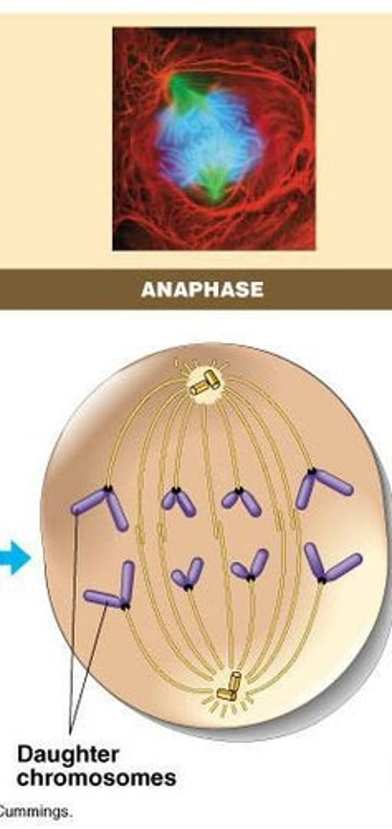 <p>Sister chromatids are pulled apart toward opposite ends of the cell.</p>