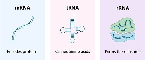<p>MRNA (the messenger that encodes proteins) </p><p>TRNA( they link up between MRNA &amp; amino acids/ carries amino acids)</p><p>RRNA( forms the ribosome lowkey the most important one that carries out protein synthesis) </p><p></p>