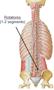 <p>transverse processes</p>