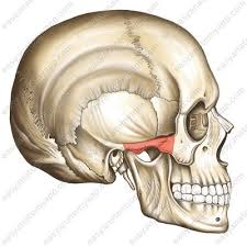 <p>bony arch between the orbit and the ear region</p>