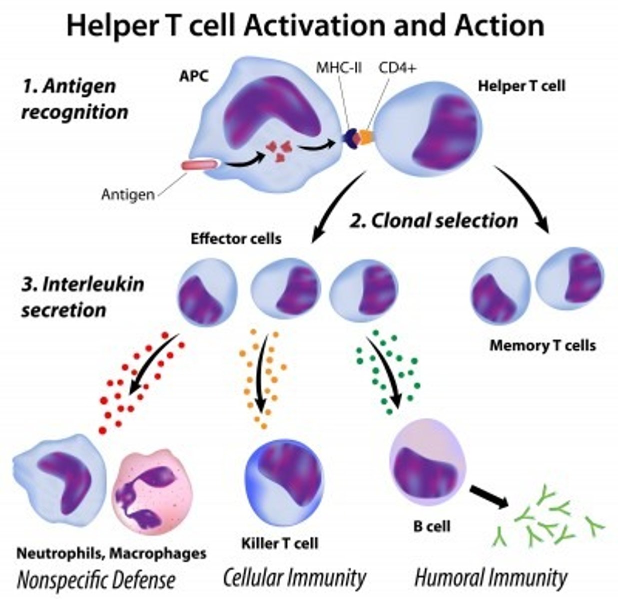 <p>Helper T cells release cytokines to attract and activate antigen-targeting T lymphocytes presenting a specific antigen</p>