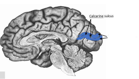 <p>what are these pointing to?</p>