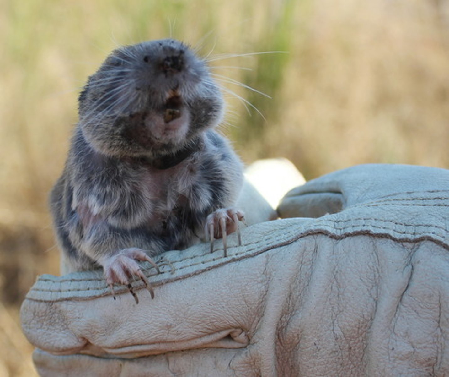 <p>northern pocket gopher</p>