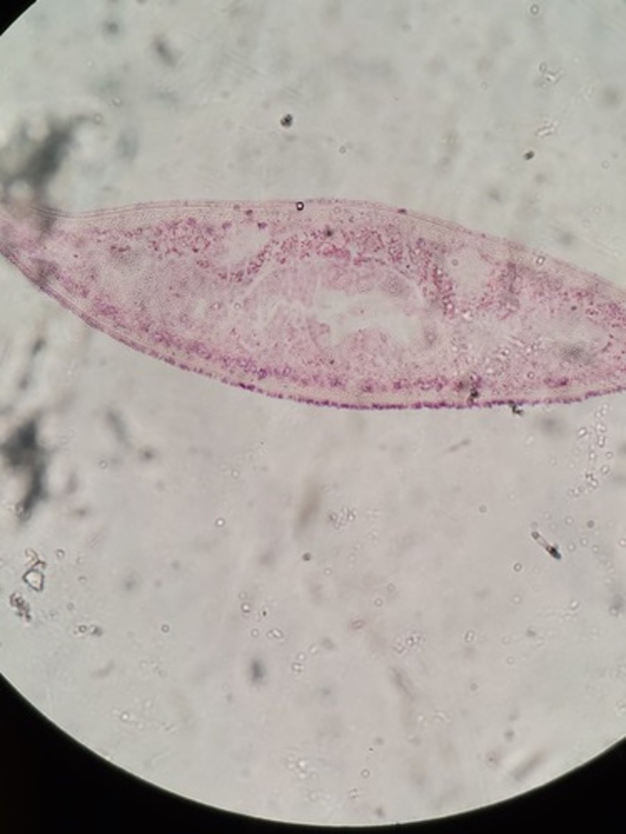 <p>Identify Taxonomy and Structures</p>