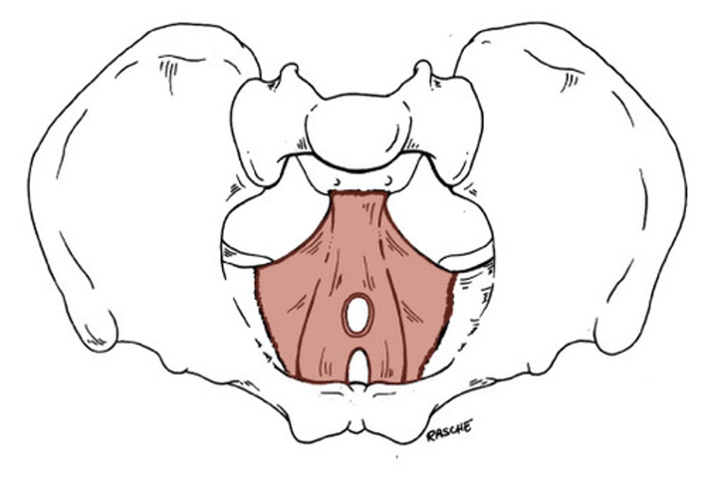 <p>1. body of public</p><p>2. ischial spine</p>