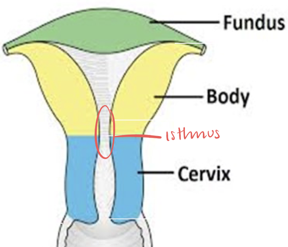 <ul><li><p><strong>narrow portion</strong> <strong>between </strong>uterine <strong>body and cervix</strong></p></li><li><p>point <strong>where uterus bends </strong>anteriorly or posteriorly with an empty bladder</p></li><li><p><span>isthmus is the narrow region connecting the main uterine body to the cervix </span></p></li></ul><p></p>