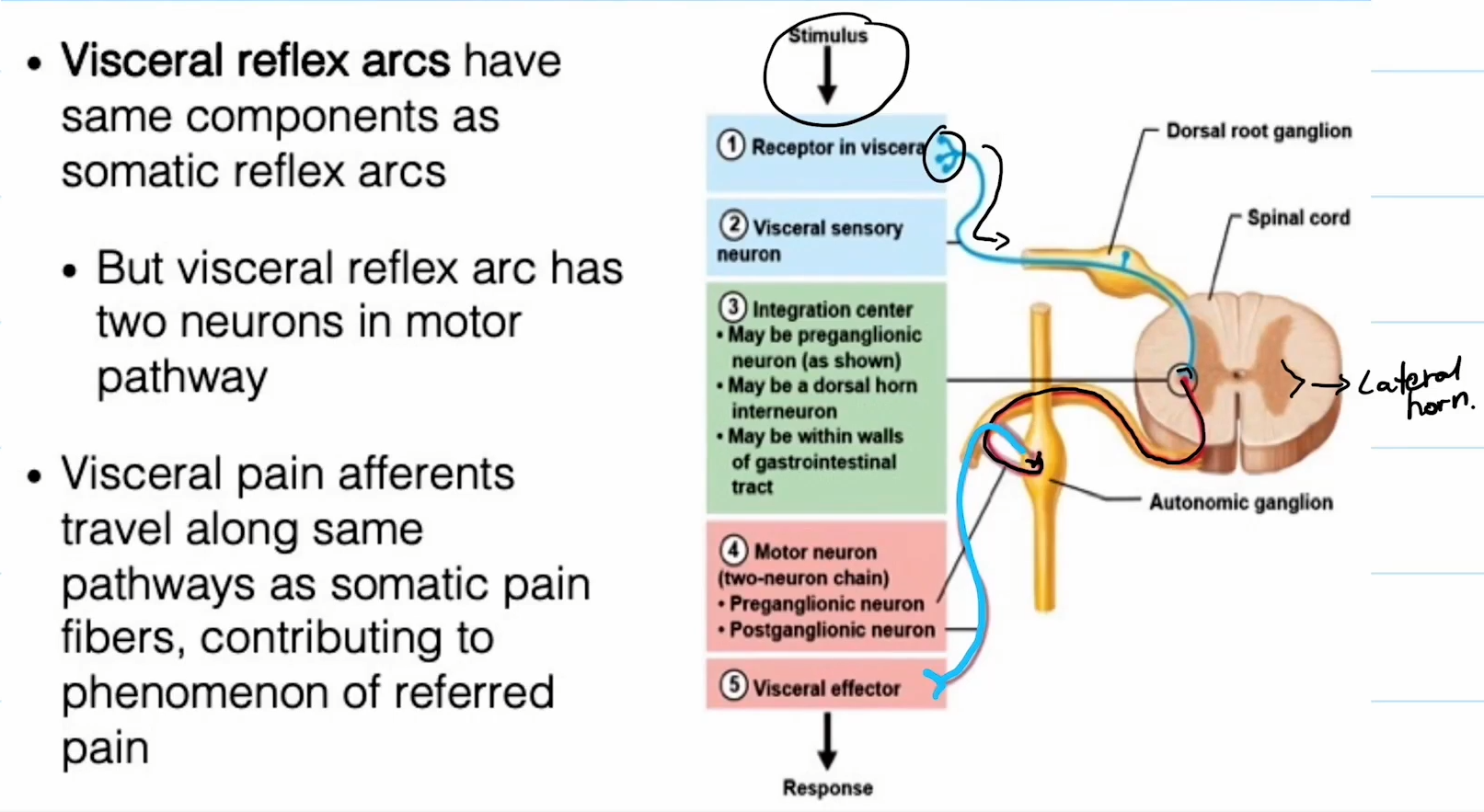 <ul><li><p>Visceral reflex arcs pretty much have the exact same components of somatic reflex arcs. The only difference is that it has two neurons in the motor pathway.</p></li></ul><ol><li><p>Receptor in viscera.</p></li><li><p>Travels to the visceral sensory neuron.</p></li><li><p>Integration center analyzes the information.</p></li><li><p>Motor neuron delivers response.</p></li><li><p>Visceral effecter kicks in.</p></li></ol><p></p>