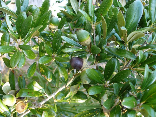 <p>Live oak</p>