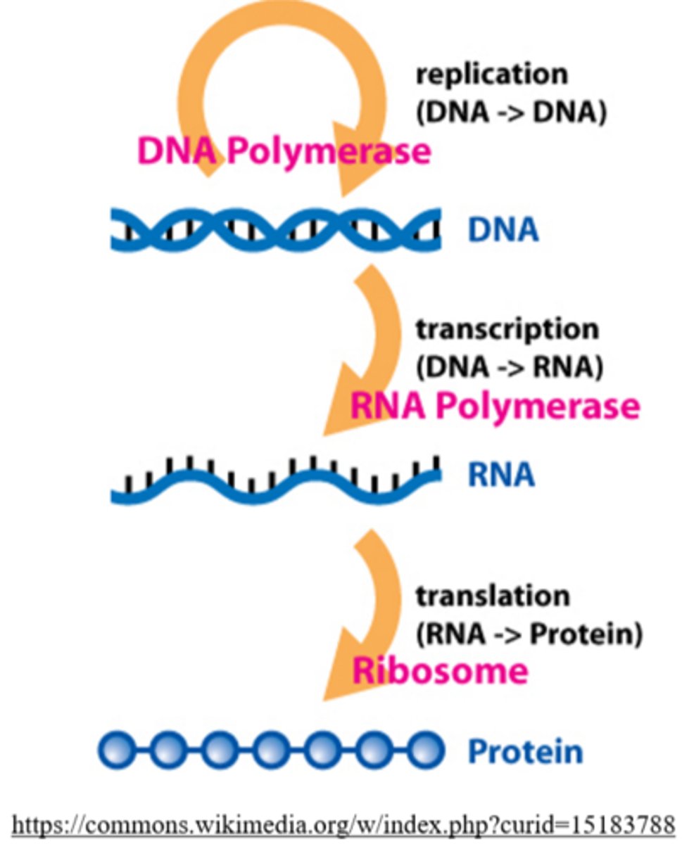 <p>central dogma</p>