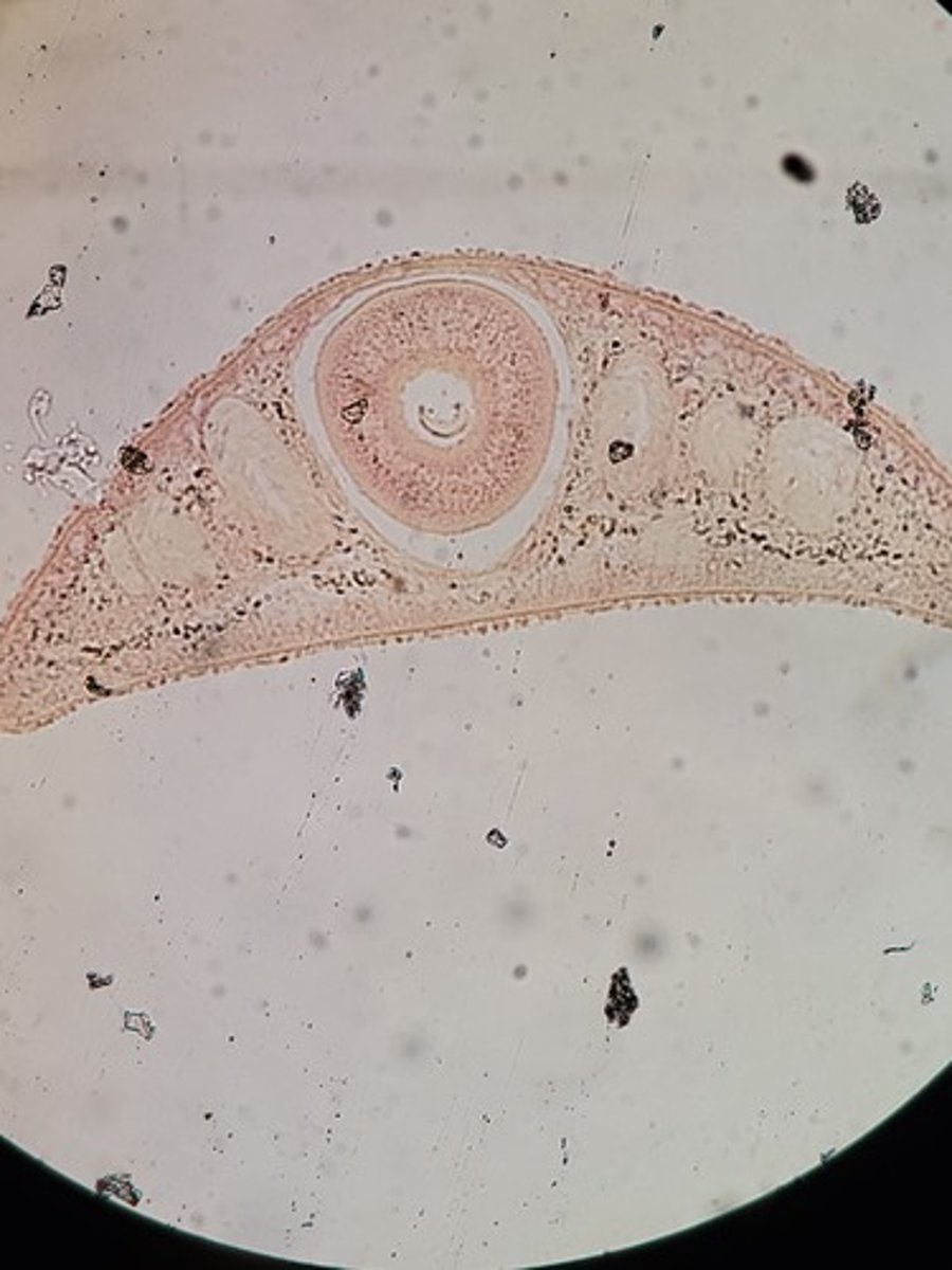 <p>Identify Taxonomy and Structures</p>