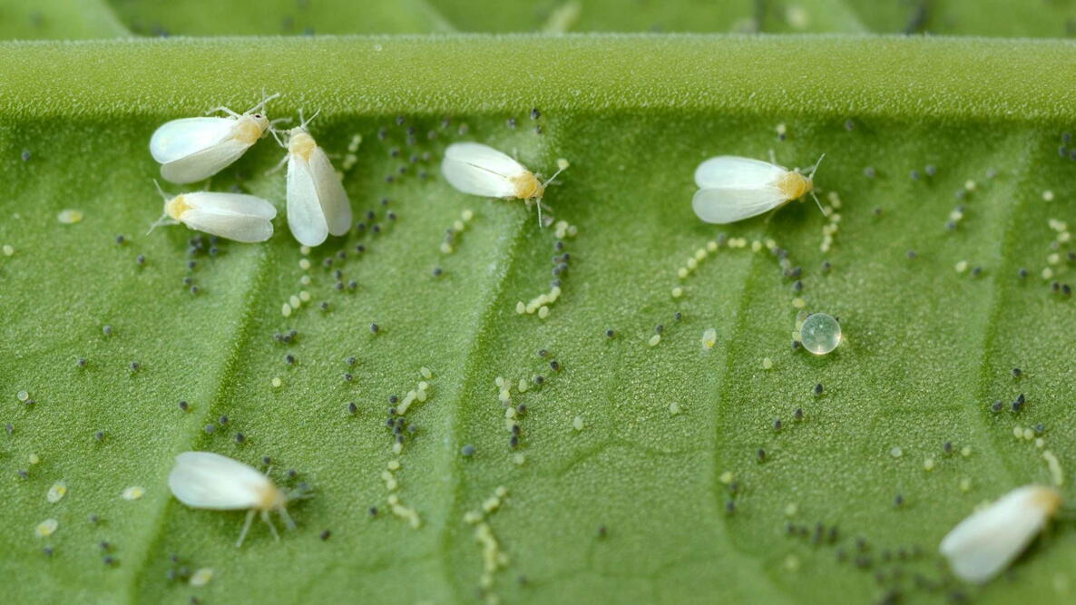 <p>Whitefly</p>