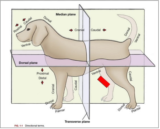 <p>What is the directional term blocked out in red?</p>