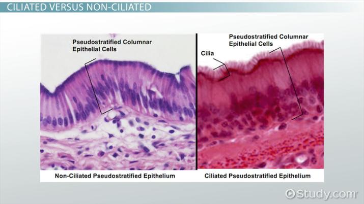 <p>Pseudostratified Columnar Epithelium — Location (Nonciliated)</p>