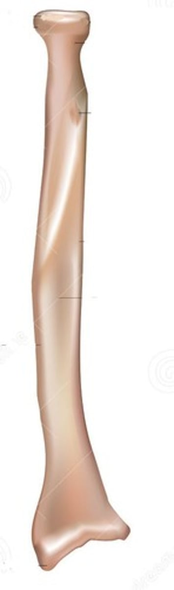 <p>ID bone</p>