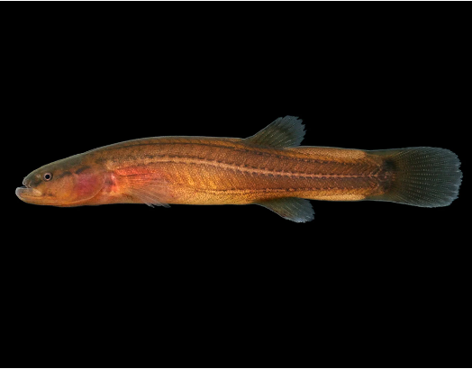 <ul><li><p><em><u>Order</u></em>: Percopsiformes</p></li><li><p><em><u>Family</u></em>: Amblyopsidae</p></li><li><p><strong>pelvic fins absent</strong></p></li><li><p><strong>anus under throat (in adults)</strong></p></li></ul><p></p>