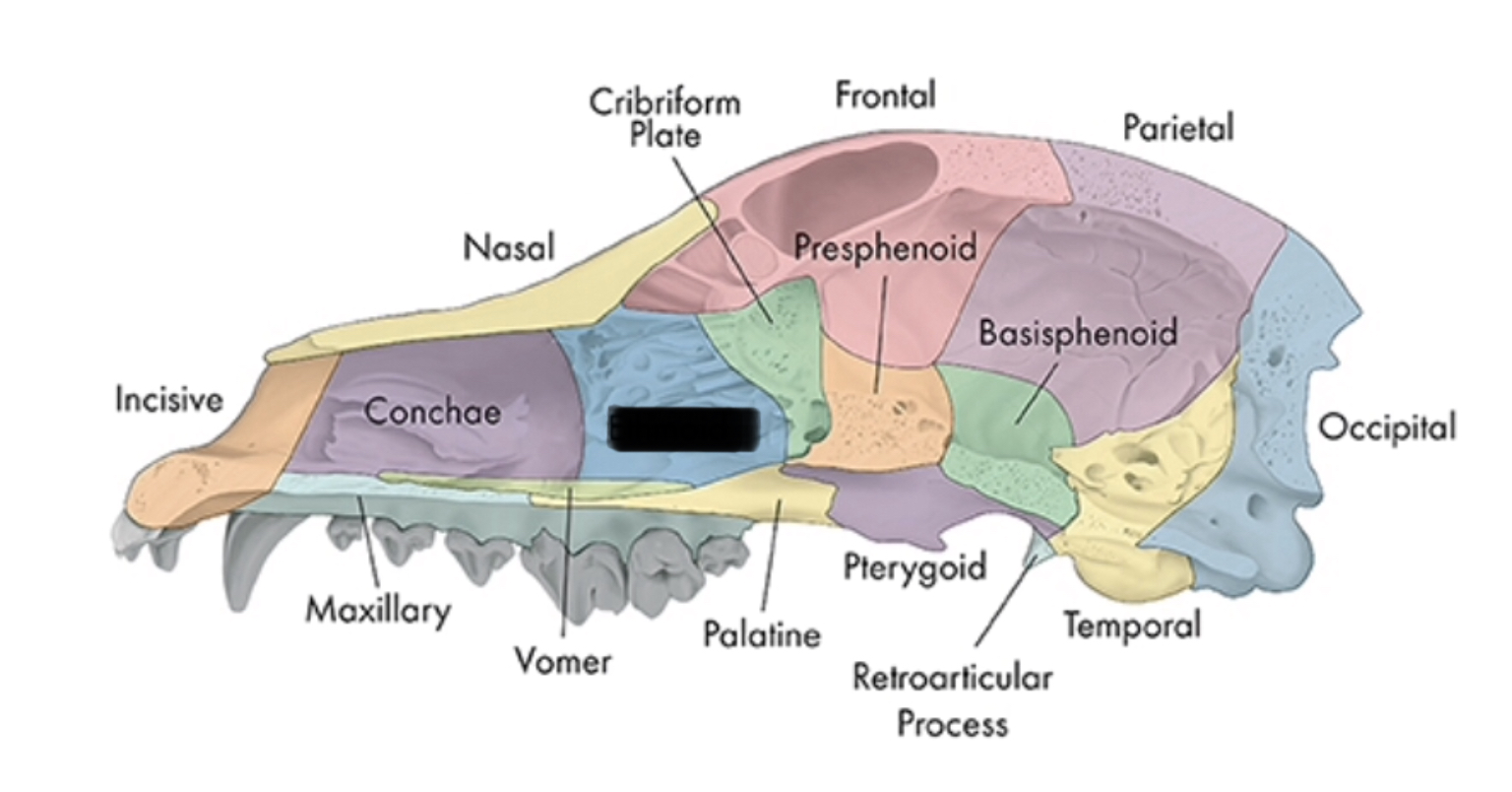 <p>boundary between nasal and cranial cavities</p>