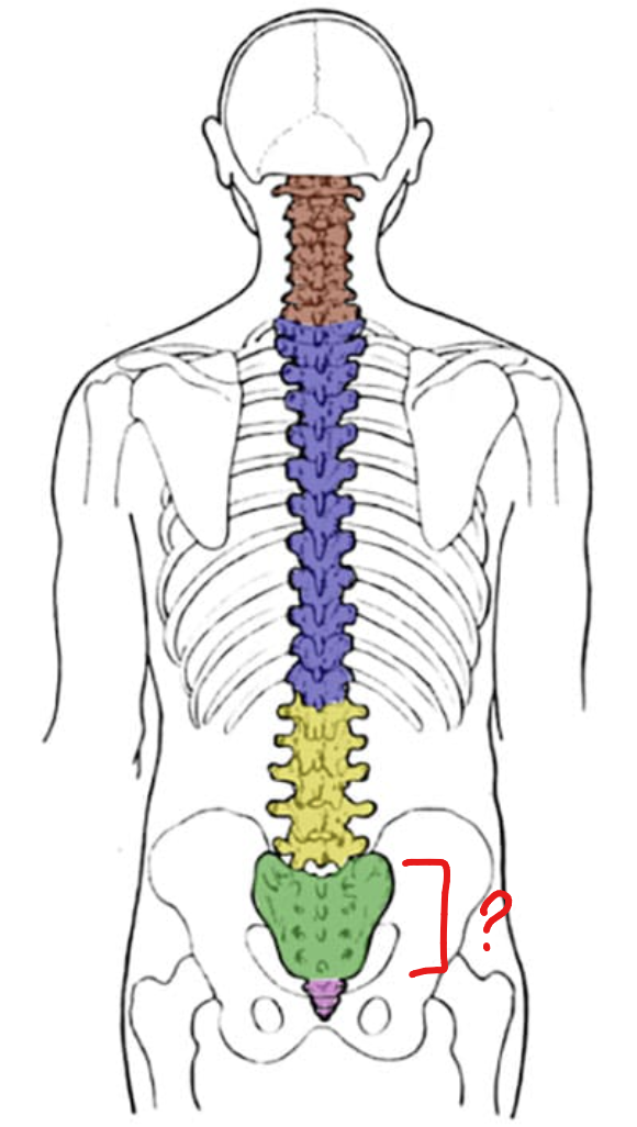 <p>lower fused 5</p>