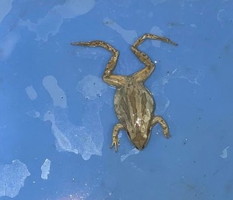 <p>Chorus frog</p><p>small toe pads</p><p>slight webbing on feet</p><p>dark eye stripe that extends beyond shoulder&nbsp;</p><p>boreal has&nbsp;smooth skin and 3 stripes on dorsum</p><p>pacific has no pattern and slightly bumpy</p>