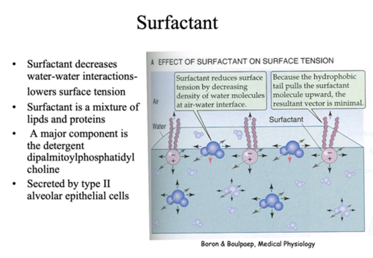 <p>- Lipids</p><p>- Proteins</p>