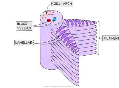 <ul><li><p>made up of lots of filaments</p></li><li><p>filaments are made up of a lot of slices called lamellae </p></li></ul><p></p>