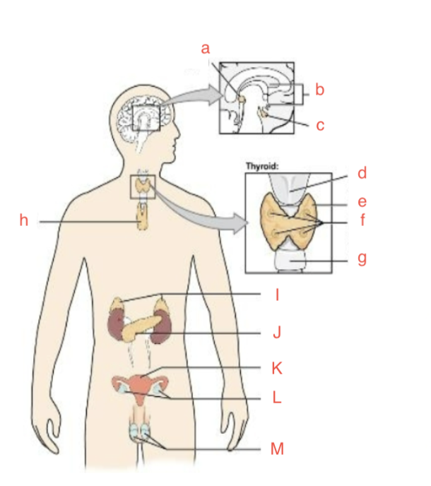 <p>A</p>