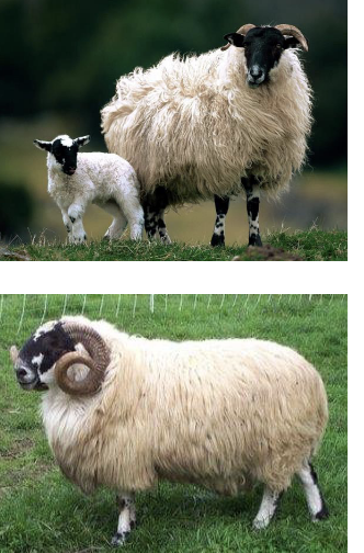 <p>Scottish Blackface</p>