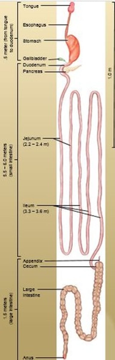 <p>A small, fingerlike extension of the vertebrate cecum; contains a mass of white blood cells that contribute to immunity.</p>