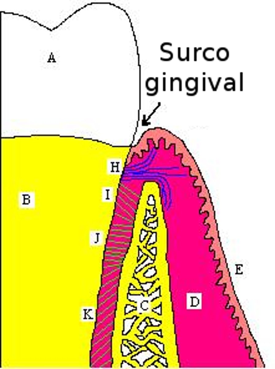 <p>gingival sulcus (the space between the tooth and the surrounding gum tissue)</p>