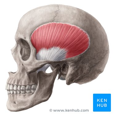 <ul><li><p>Origin: temporal fossa floor</p></li><li><p>insertion: tip and medial surface of coronoid process </p></li><li><p>action: elevates and retrudes jaw </p></li></ul><p></p>