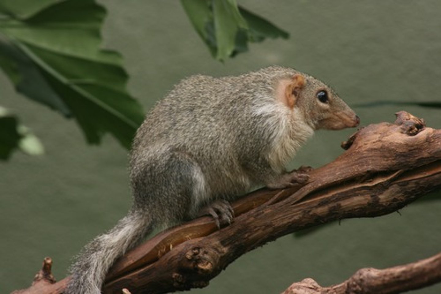<p>Treeshrews</p>