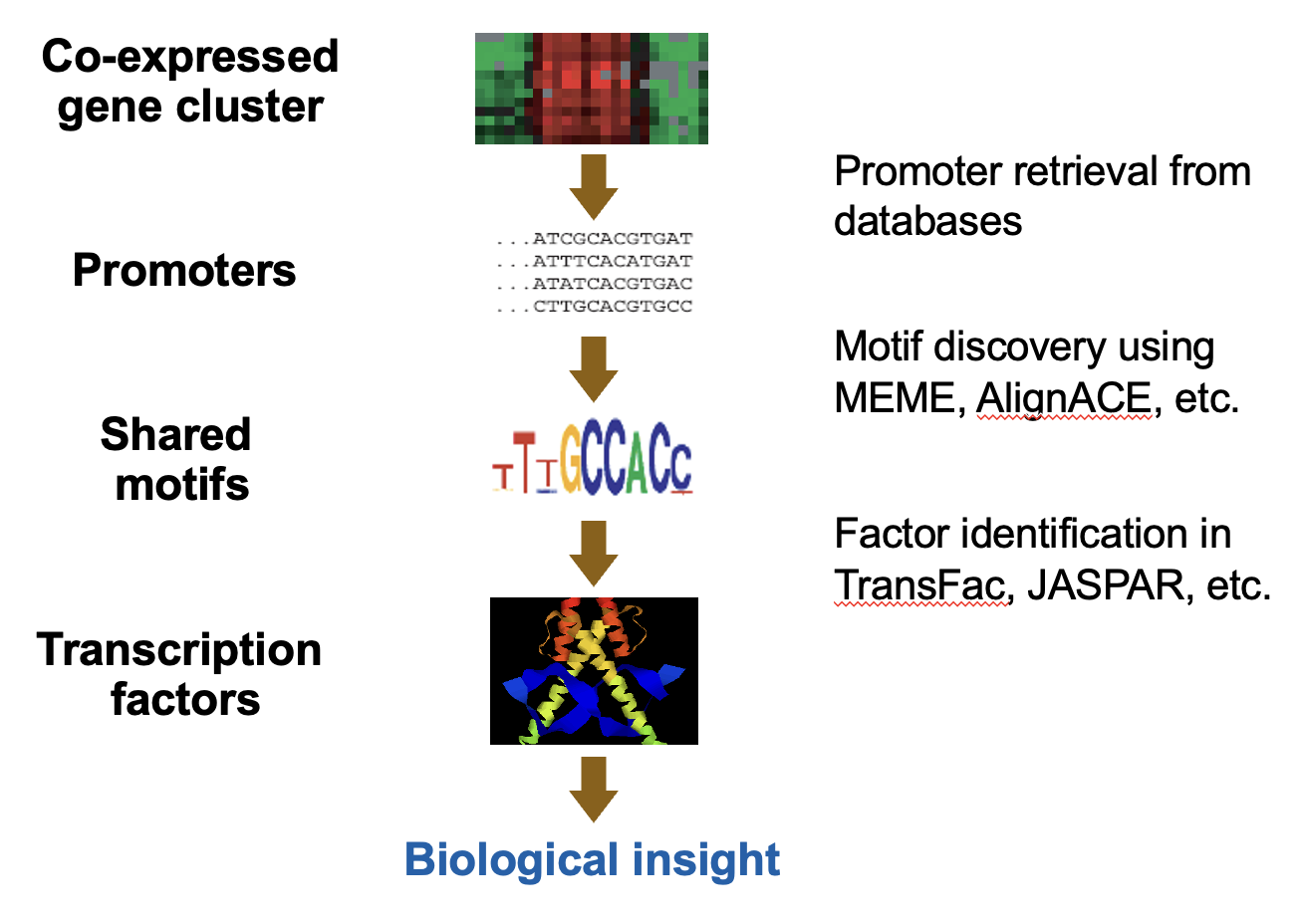 <p>refers to the identification of common sequences in the promoter regions of co-expressed genes, which may indicate regulatory elements that control gene expression. This analysis helps to understand the transcriptional regulation of gene networks. This analysis aims to uncover conserved sequences that could be responsible for the coordinated regulation of genes, providing insights into transcription factor binding sites and regulatory mechanisms. </p>