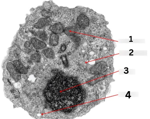 <p>What is the organelle labeled 4</p>